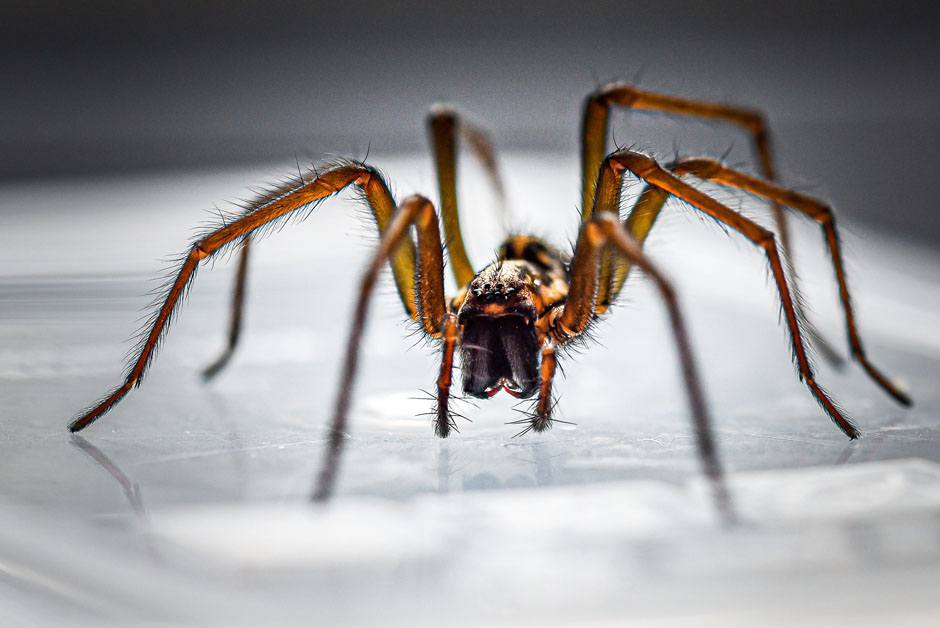 Spiders